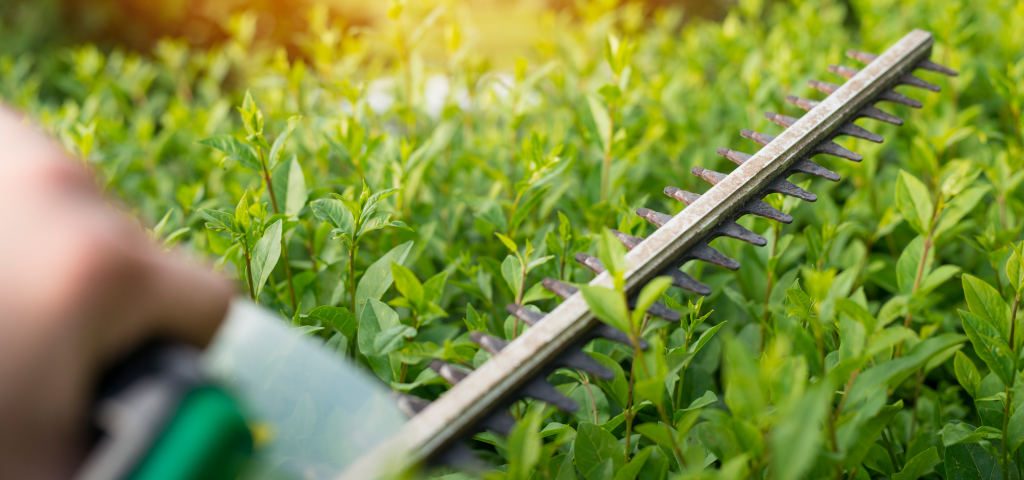 Cómo prevenir incendios en tu jardín