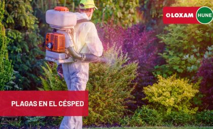 Plagas en el césped identificación, prevención y soluciones efectivas