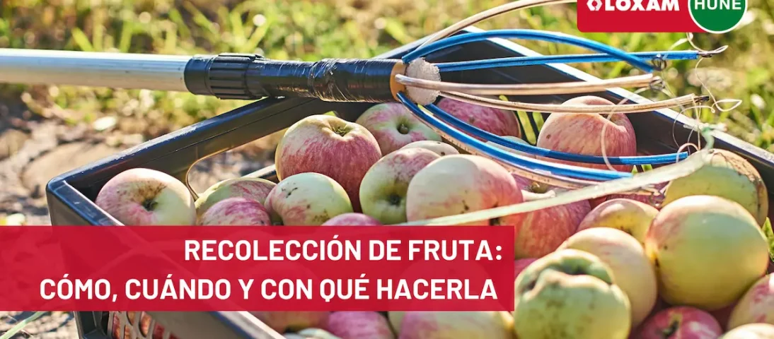 Recolección de fruta cómo, cuándo y con qué hacerla