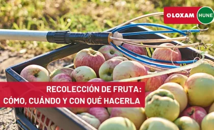 Recolección de fruta cómo, cuándo y con qué hacerla